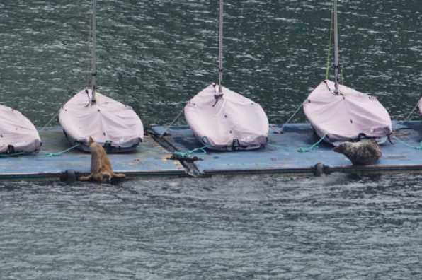 23 April 2022 - 09-43-11

----------------------
Seals on RDYC Kingswear dinghy pontoon